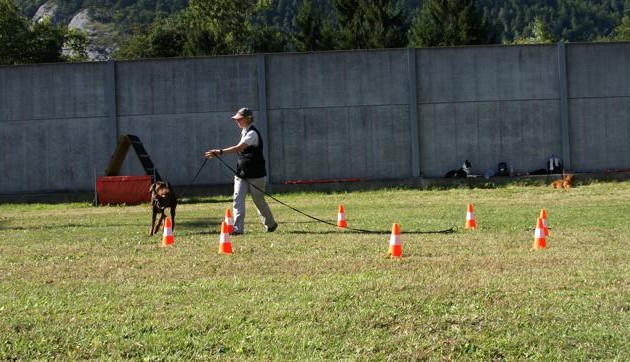 Longieren mit Hunden – Aufbaukurs 21. September 2013